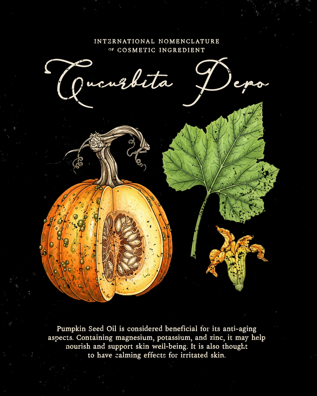 Golden Grimoire Body Butter - Pumpkin, honey & chai